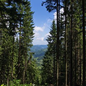 Превью обои ель, лес, деревья, кусты, горы