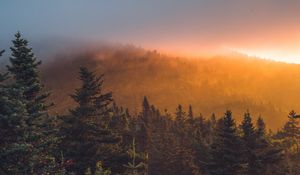 Превью обои ель, лес, деревья, туман, закат