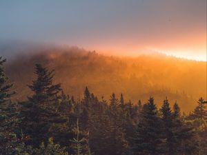 Превью обои ель, лес, деревья, туман, закат