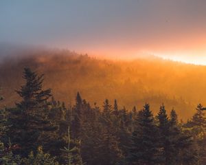 Превью обои ель, лес, деревья, туман, закат
