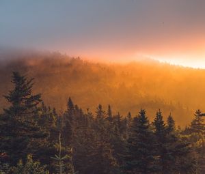 Превью обои ель, лес, деревья, туман, закат