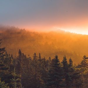 Превью обои ель, лес, деревья, туман, закат