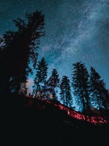 Превью обои ель, лес, деревья, звездное небо, звезды