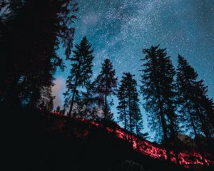 Превью обои ель, лес, деревья, звездное небо, звезды