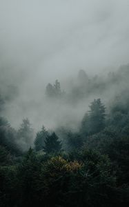 Превью обои ель, лес, деревья, туман, мрак