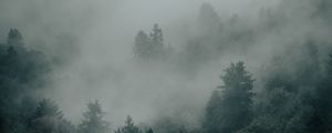 Превью обои ель, лес, деревья, туман, мрак