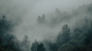 Превью обои ель, лес, деревья, туман, мрак