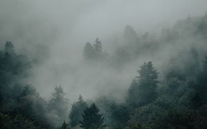 Превью обои ель, лес, деревья, туман, мрак