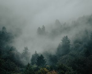 Превью обои ель, лес, деревья, туман, мрак