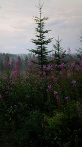 Превью обои ель, лес, деревья, цветы