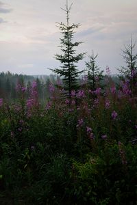 Превью обои ель, лес, деревья, цветы
