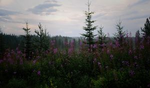 Превью обои ель, лес, деревья, цветы