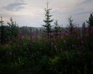 Превью обои ель, лес, деревья, цветы