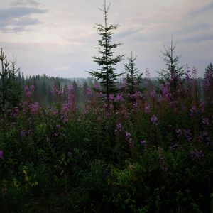 Превью обои ель, лес, деревья, цветы