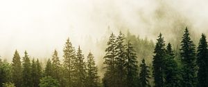 Превью обои ель, лес, туман, деревья