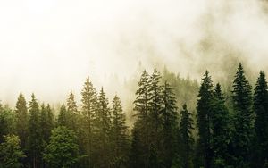 Превью обои ель, лес, туман, деревья