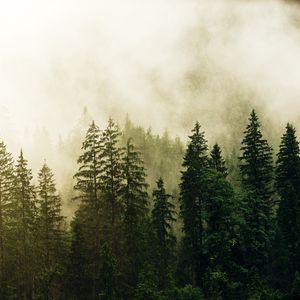 Превью обои ель, лес, туман, деревья