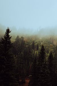 Превью обои ель, лес, туман, деревья, небо