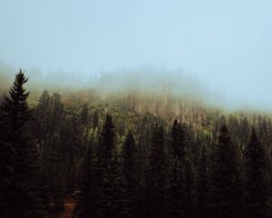 Превью обои ель, лес, туман, деревья, небо