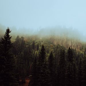 Превью обои ель, лес, туман, деревья, небо