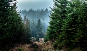 Превью обои ель, лес, туман, деревья, ветки