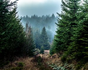 Превью обои ель, лес, туман, деревья, ветки