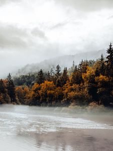 Превью обои ель, лес, туман, река, осень