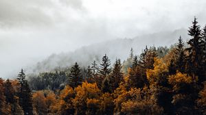 Превью обои ель, лес, туман, река, осень