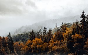 Превью обои ель, лес, туман, река, осень