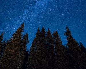 Превью обои ель, ночь, звездное небо, звезды, туманность