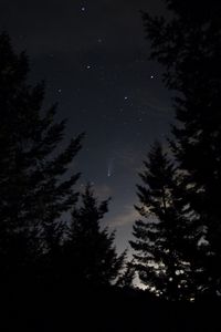 Превью обои ель, ночь, звезды, звездное небо