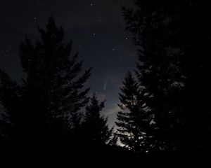Превью обои ель, ночь, звезды, звездное небо