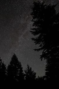 Превью обои ель, ночь, звезды, звездное небо, силуэт