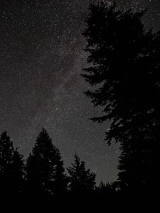 Превью обои ель, ночь, звезды, звездное небо, силуэт