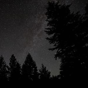 Превью обои ель, ночь, звезды, звездное небо, силуэт