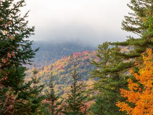 Превью обои ель, осень, лес, туман