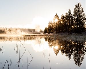 Превью обои ель, отражение, туман, трава