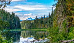 Превью обои ель, озеро, деревья, лес, ветки
