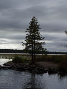 Превью обои ель, озеро, камни, дерево, горизонт