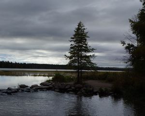 Превью обои ель, озеро, камни, дерево, горизонт