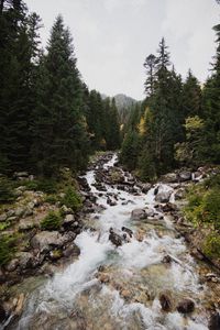Превью обои ель, река, камни, поток, природа