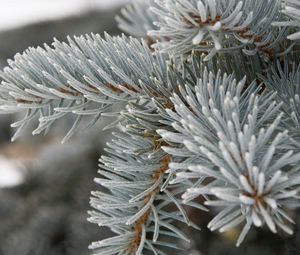 Превью обои ель, серый, ветка, колючий