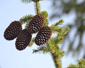 Превью обои ель, шишки, хвойное, ветка