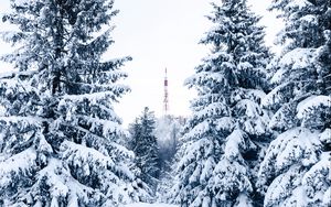 Превью обои ель, снег, деревья, вышка, зима, природа