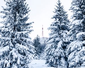 Превью обои ель, снег, деревья, вышка, зима, природа