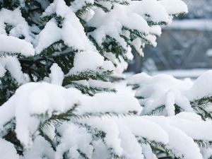 Превью обои ель, снег, зима, ветки