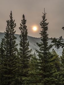 Превью обои ель, солнце, деревья, лес, пасмурно