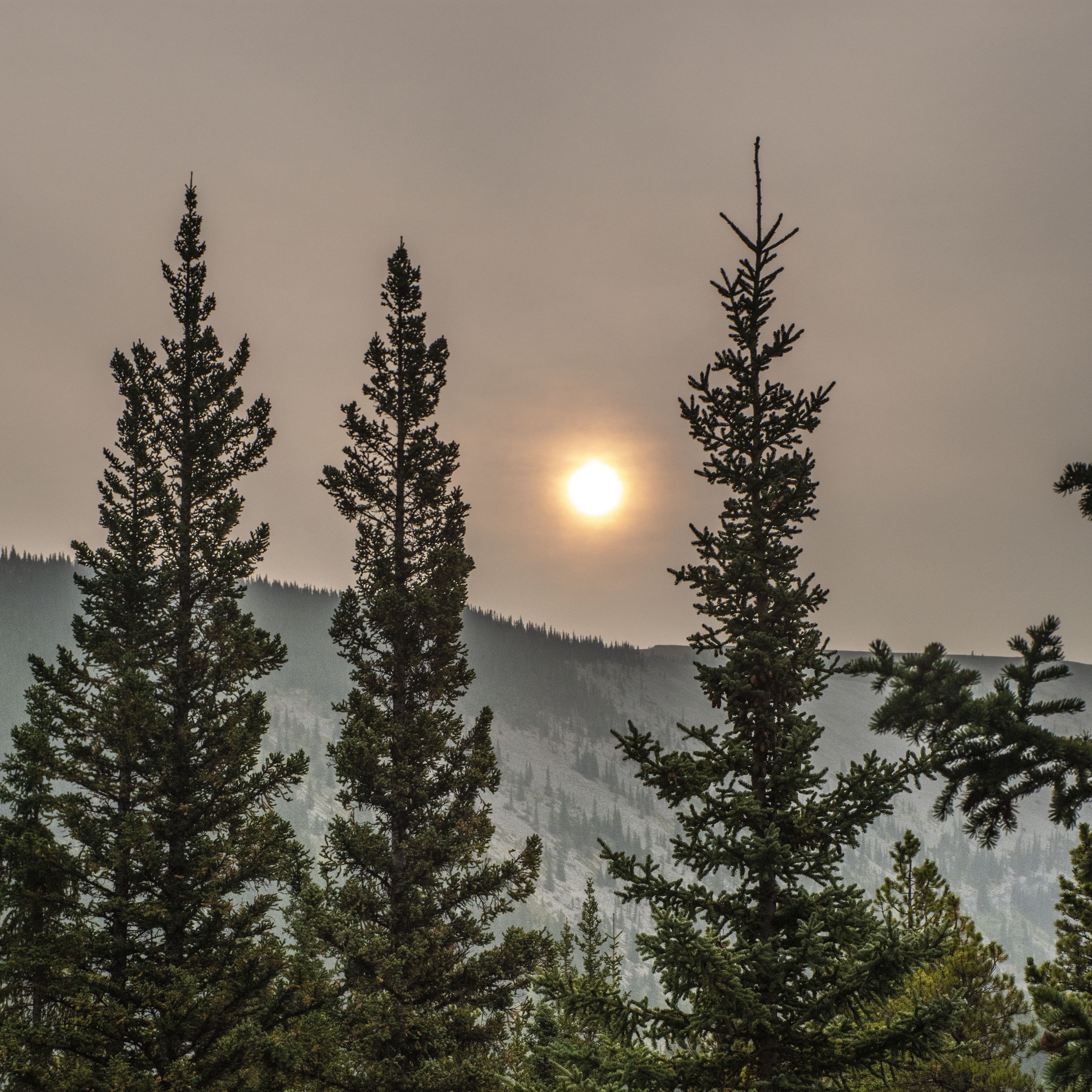 Утро елки. Sun on the Sky ель. Старая ель солнце. Летняя ель в солнце. Картинка много ели и солнцем.