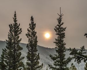 Превью обои ель, солнце, деревья, лес, пасмурно