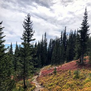 Превью обои ель, тропинка, деревья, лес